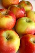 Apple Picking at Windy Hill Farm - Attraction - 686 Stockbridge Road, Great Barrington, MA, United States Apple Picking at Windy Hill Farm - Attraction - 686 Stockbridge Road, Great Barrington, MA, United States