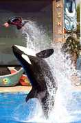 Sea World - Attraction - Sea World, San Diego, CA, US Sea World - Attraction - Sea World, San Diego, CA, US