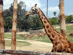 San Diego Wild Animal Park - Attraction - 15500 San Pasqual Valley Rd, Escondido, CA, USA San Diego Wild Animal Park - Attraction - 15500 San Pasqual Valley Rd, Escondido, CA, USA