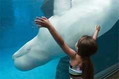 John G Shedd Aquarium - Attraction - 1200 S Lake Shore Dr, Chicago, IL, USA John G Shedd Aquarium - Attraction - 1200 S Lake Shore Dr, Chicago, IL, USA