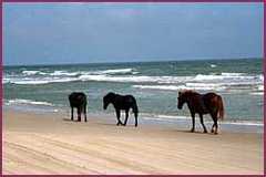 Wild Horse Museum Store - Attraction - 1070 Ocean Trl, Corolla, NC, United States Wild Horse Museum Store - Attraction - 1070 Ocean Trl, Corolla, NC, United States