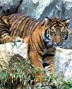 National Zoo - Entertainment - 3001 Connecticut Ave NW, Washington, DC, 20008, US
