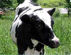 Ben & Jerry's Factory Tour - Attraction - Rte 100, Waterbury, VT, 05676, US