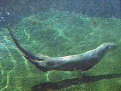 Baton Rouge Zoo - Things To Do And See - 3601 Thomas Rd, Baton Rouge, LA, 70807, US
