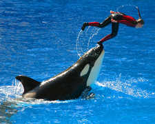 Sea World - Attraction - Sea World, San Diego, CA, US