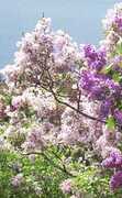 Ottawa Arboretum and Botanical Garden - Attraction - ON, Canada