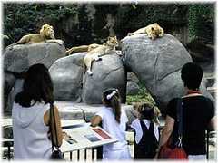 Lincoln Park Zoo - Attraction - 2200 N Cannon Dr, Chicago, IL, United States