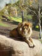 Santa Barbara Zoological Gardens - Attractions - 500 Ninos Dr, Santa Barbara, CA, United States Santa Barbara Zoological Gardens - Attractions - 500 Ninos Dr, Santa Barbara, CA, United States