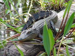 Florida Everglades - Attraction - Florida Everglades - Attraction -