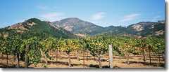 Silverado Trail - Winery - Silverado Trail, Napa, CA, US