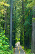 Avenue of the Giants - Trees/Beach/Wildlife - Avenue of the Giants, CA, CA, US
