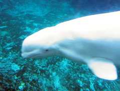 Mystic Aquarium & Institute - Entertainment - 55 Coogan Blvd, Mystic, CT, United States