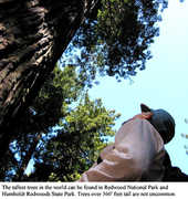 Redwood National Park - Trees/Beach/Wildlife - Bald Hills Road, Uninc Humboldt County, California, United States
