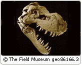 Field Museum of Natural History - Attraction - 1400 S Lake Shore Dr, Chicago, IL, USA Field Museum of Natural History - Attraction - 1400 S Lake Shore Dr, Chicago, IL, USA