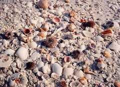 Sanibel Island Beach - Beach - Sanibel Island, US Sanibel Island Beach - Beach - Sanibel Island, US