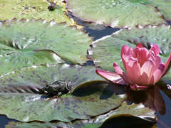 Iowa State University: Reiman Gardens - Attraction - 1407 Elwood Dr, Ames, IA, United States Iowa State University: Reiman Gardens - Attraction - 1407 Elwood Dr, Ames, IA, United States