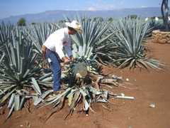 Tequila - Attraction - Tequila, Tequila, Jalisco, MX Tequila - Attraction - Tequila, Tequila, Jalisco, MX