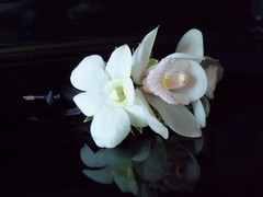 White Orchid Wedding Ceremonies - Officiants - 2276 Sheffield Drive, Burlington, Ontario, L7P 2X3, Canada White Orchid Wedding Ceremonies - Officiants - 2276 Sheffield Drive, Burlington, Ontario, L7P 2X3, Canada