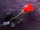 DLN Floral Creations - Florists, Decorations - 190 E 5th Ave Suite 6, Naperville, IL, 60563, United States